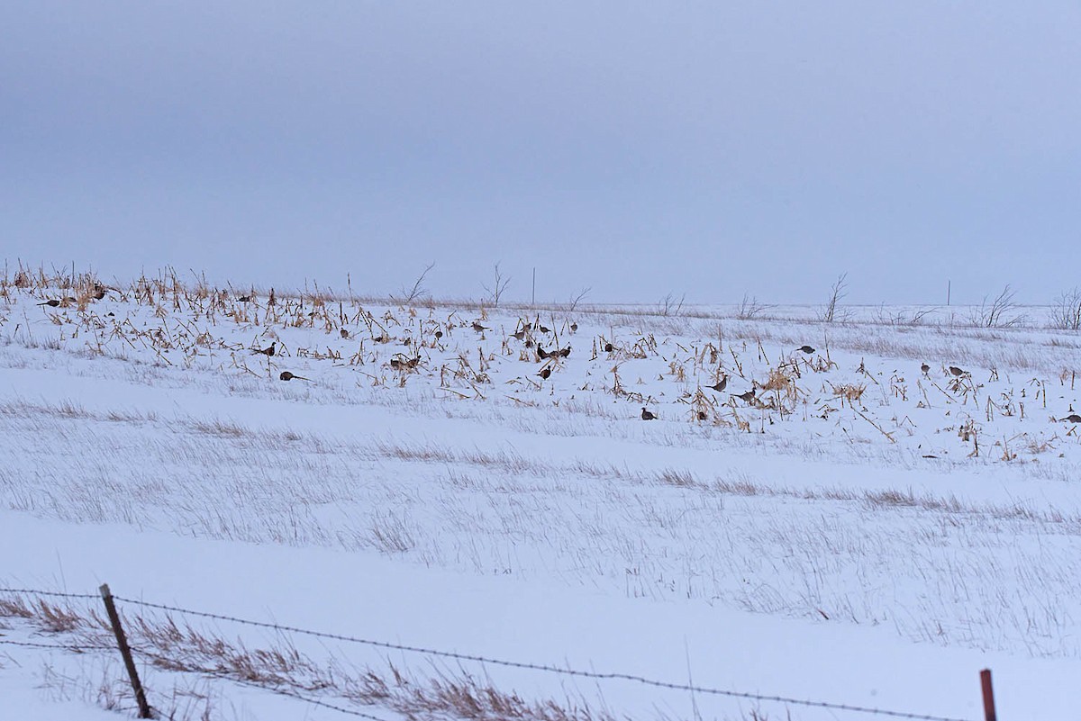 EBird Checklist 2 Jan 2024 Warcreek Road Fort Pierre South Dakota   1200