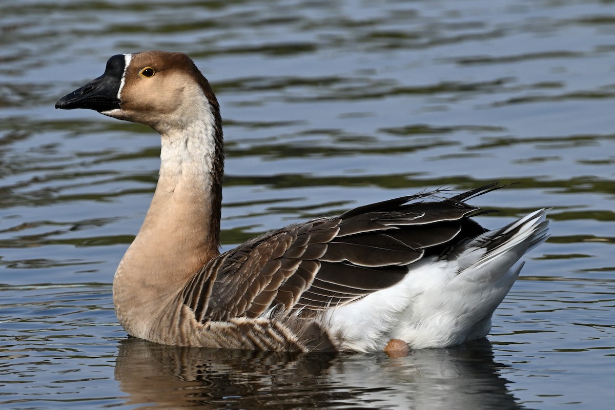 Swan Goose (Domestic type) - ML613884946