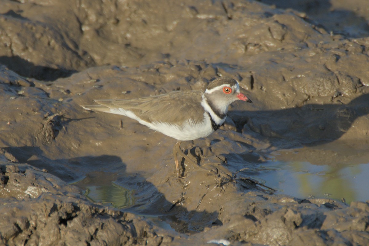 Three-banded Plover - ML613885058