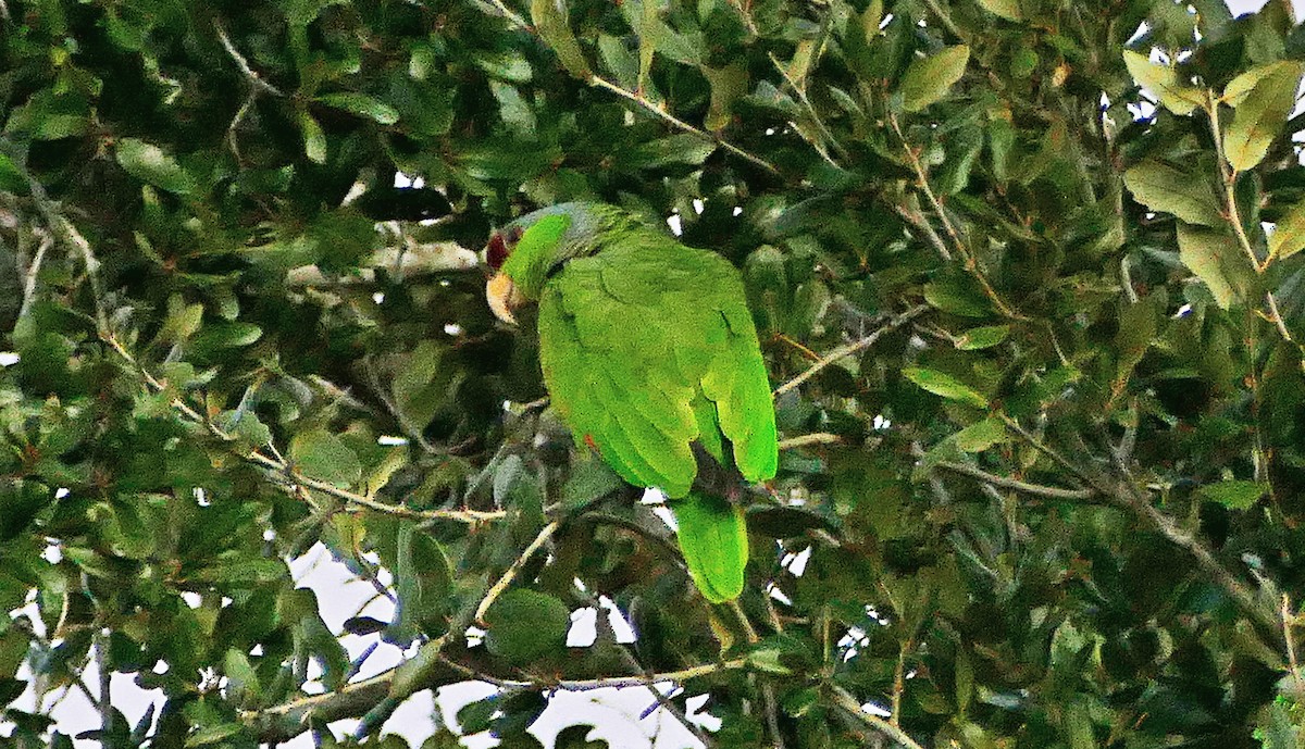 Lilac-crowned Parrot - ML613885319