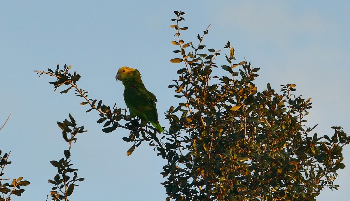 Yellow-headed Parrot - ML613885356