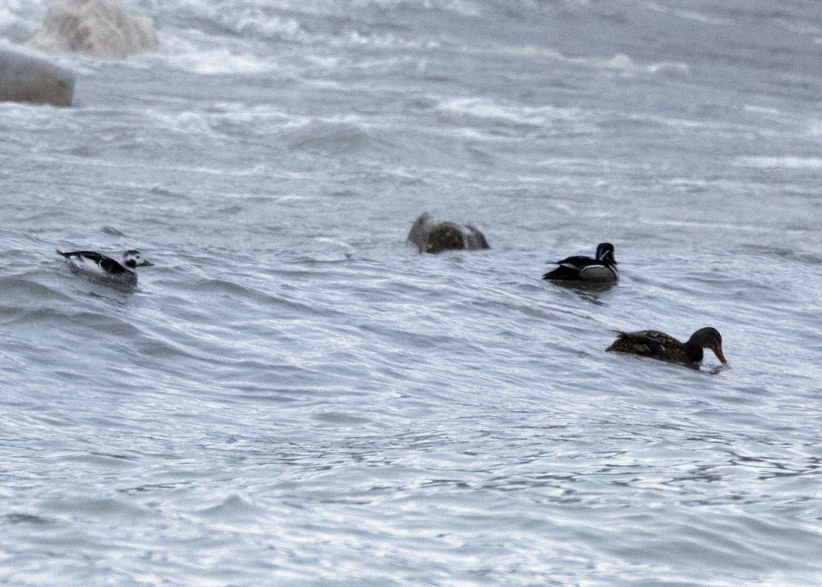 Long-tailed Duck - ML613885506