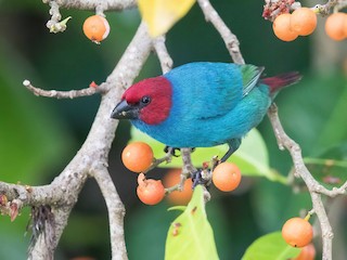  - Royal Parrotfinch (Samoan)