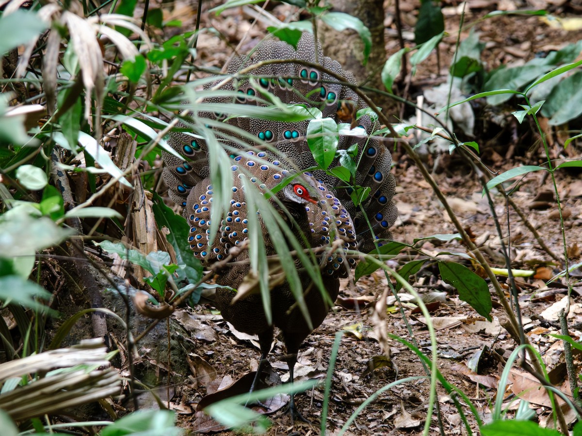 Hainan Peacock-Pheasant - Cheta Chua
