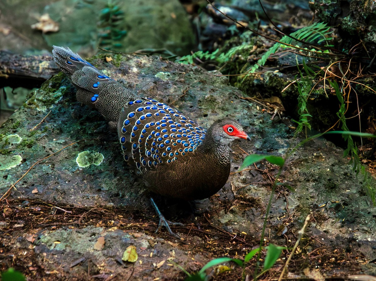 Hainan Peacock-Pheasant - ML613885656