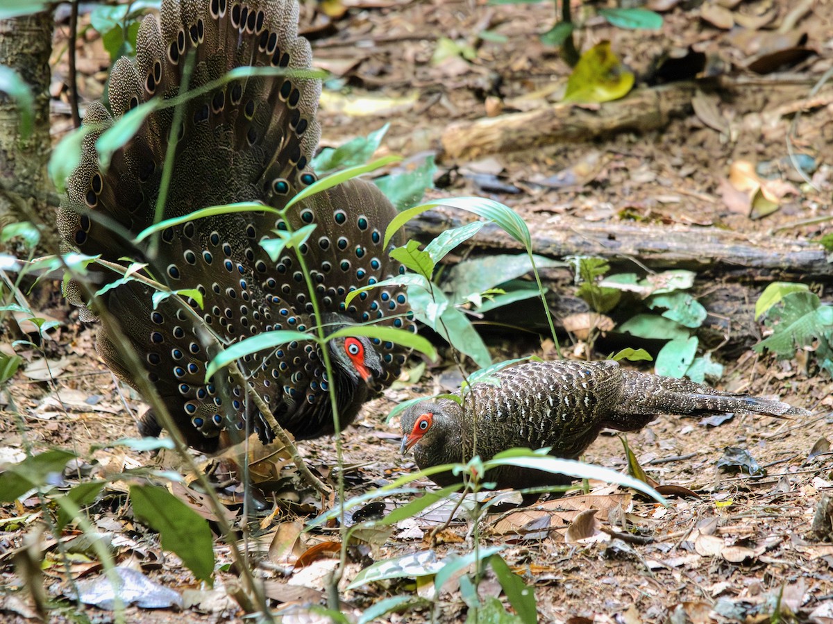 Hainan Peacock-Pheasant - ML613885657