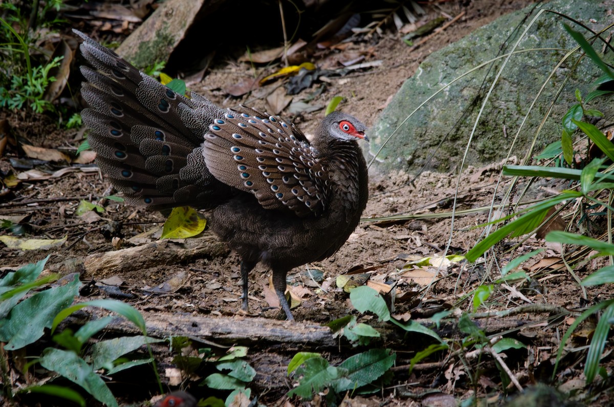 Hainan Peacock-Pheasant - ML613885658
