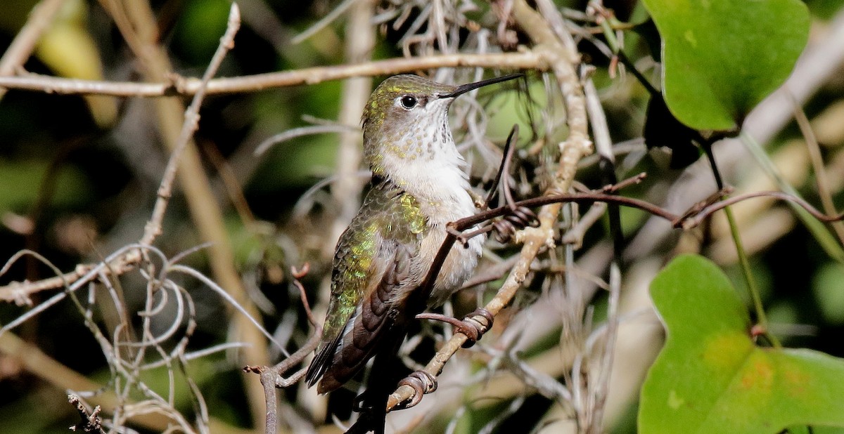 Calliope Hummingbird - ML613885691