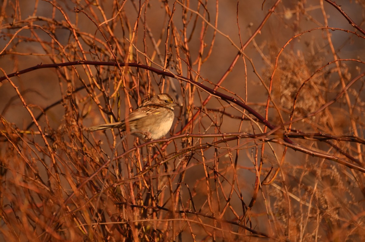White-throated Sparrow - Richard Garrigus