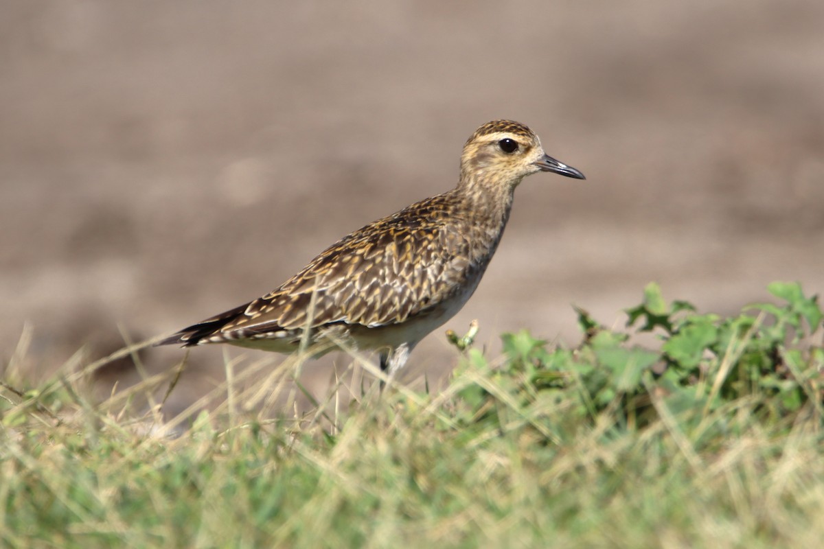 Pacific Golden-Plover - Patrick Sysiong