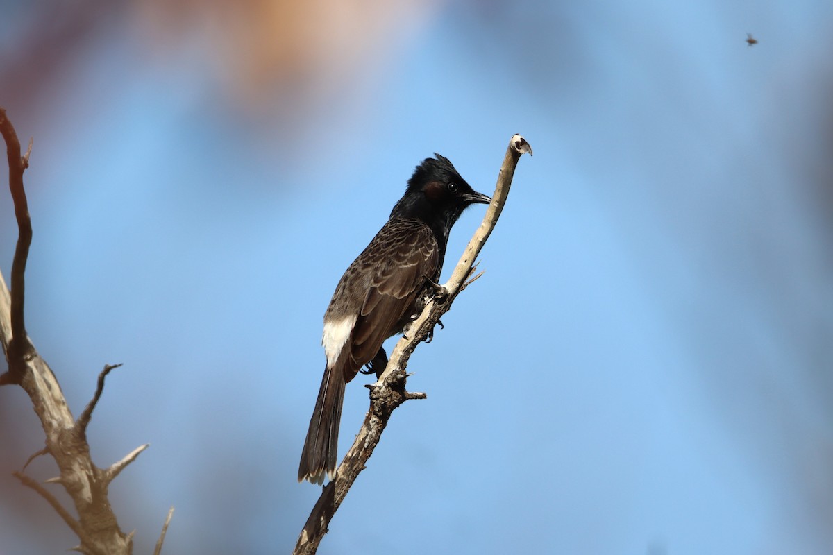 Red-vented Bulbul - ML613885715