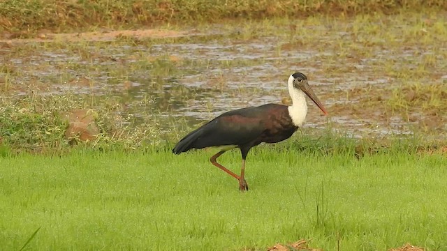 Asian Woolly-necked Stork - ML613885761