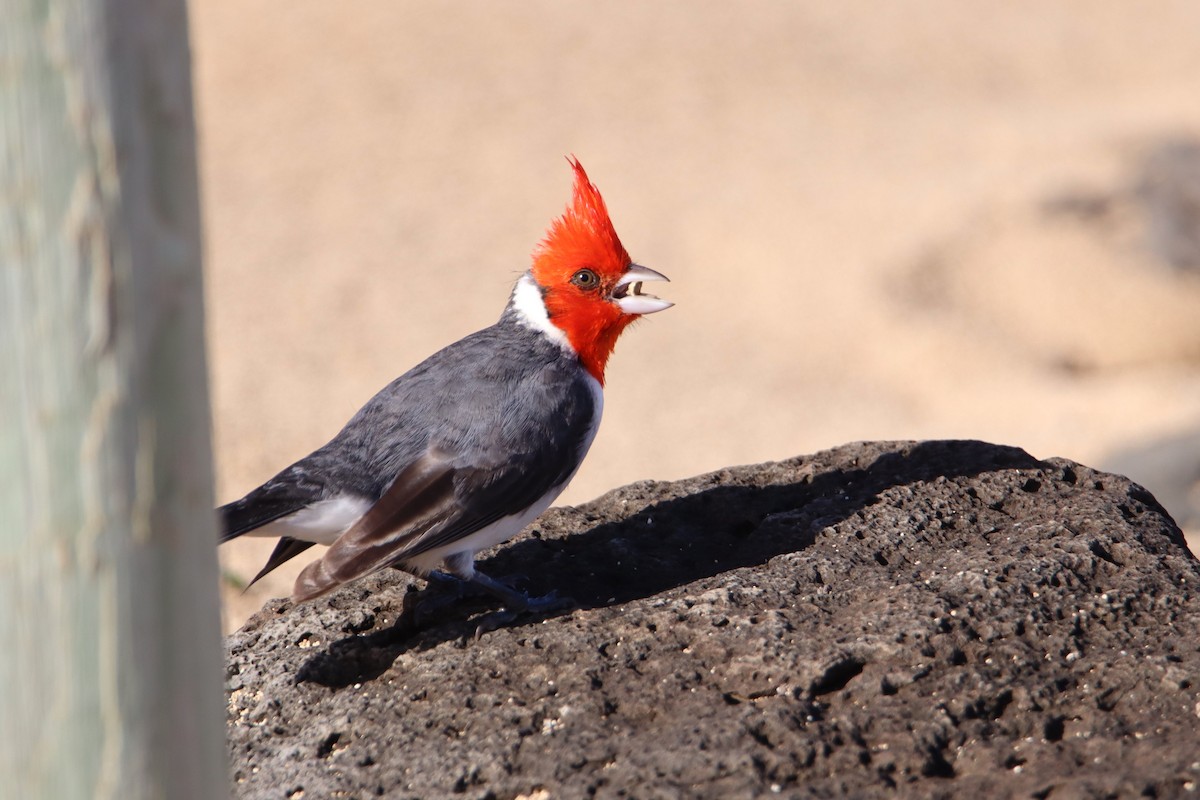 Red-crested Cardinal - ML613885784
