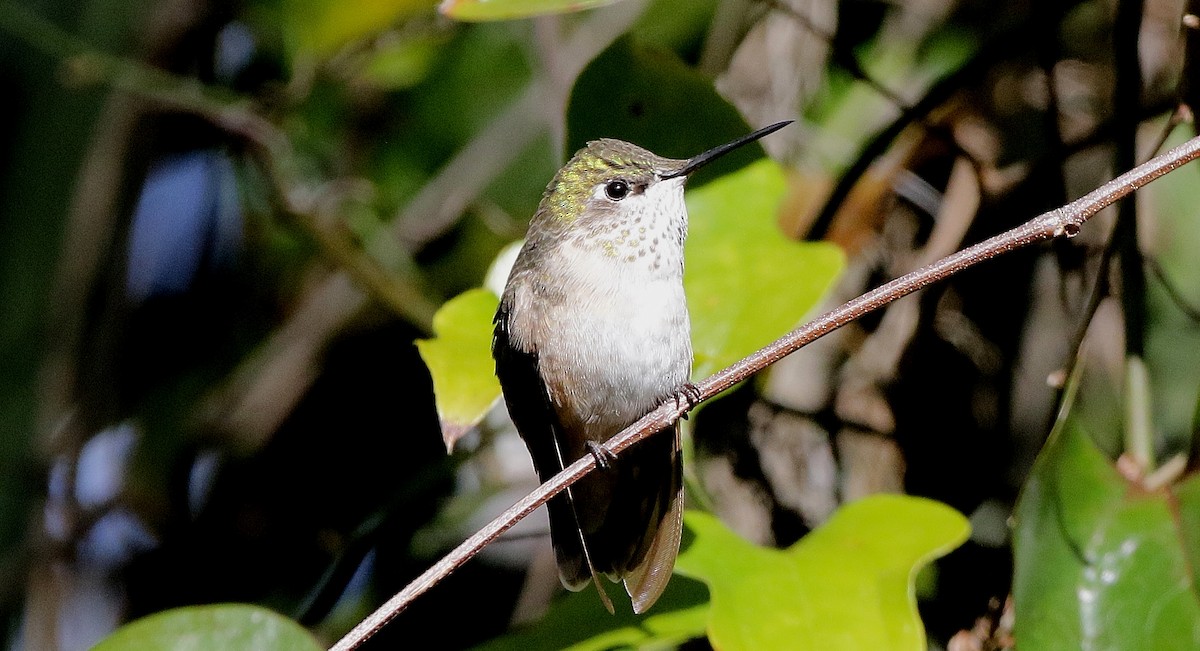 Calliope Hummingbird - ML613885790