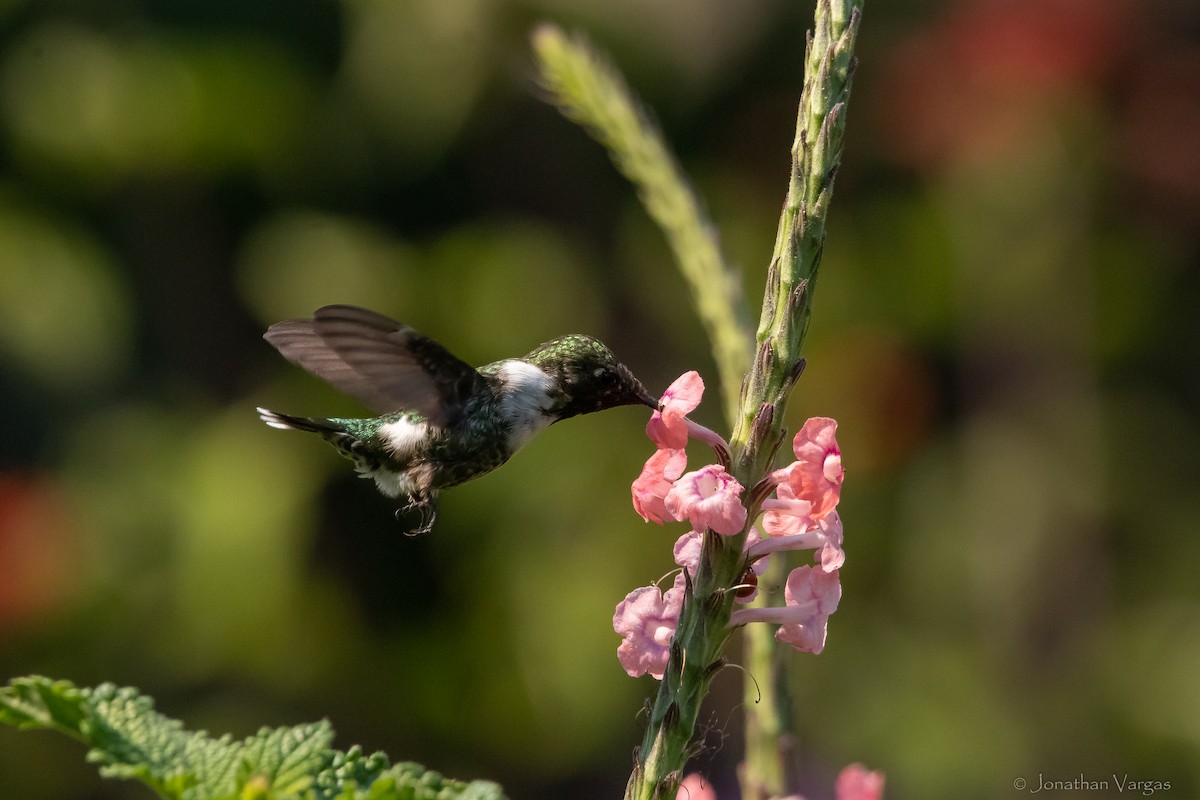 Sparkling-tailed Hummingbird - ML613885853
