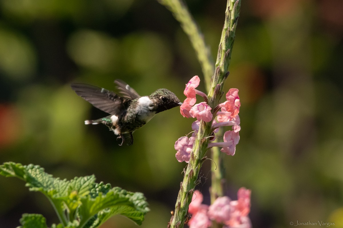 Sparkling-tailed Hummingbird - ML613885854