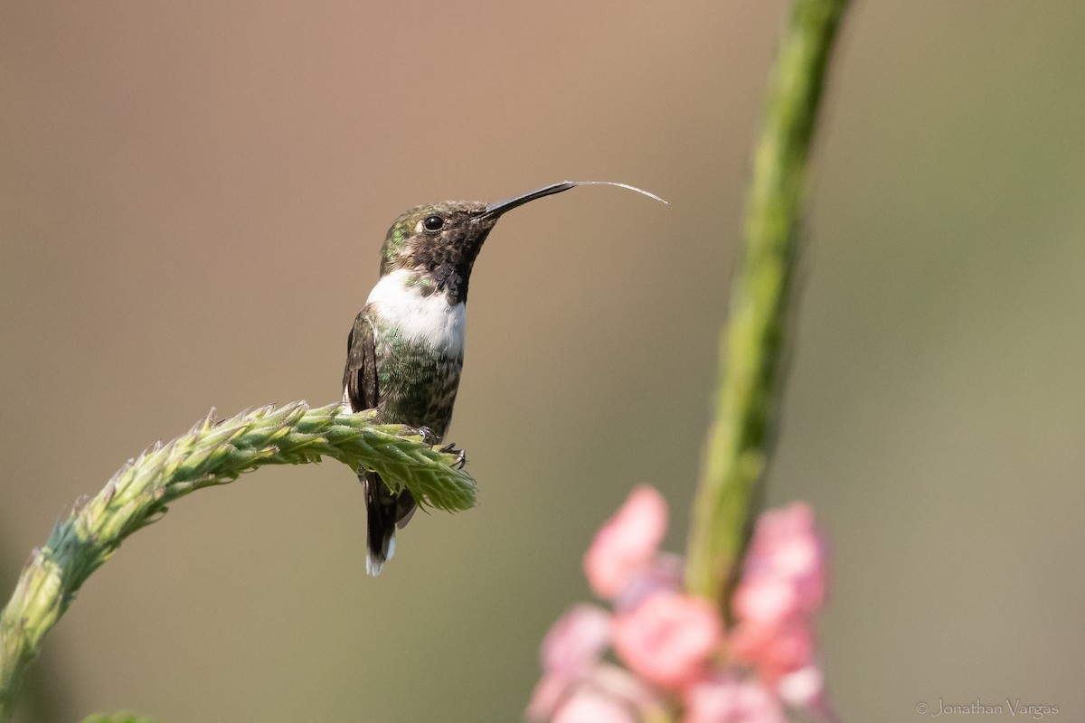 Sparkling-tailed Hummingbird - ML613885856