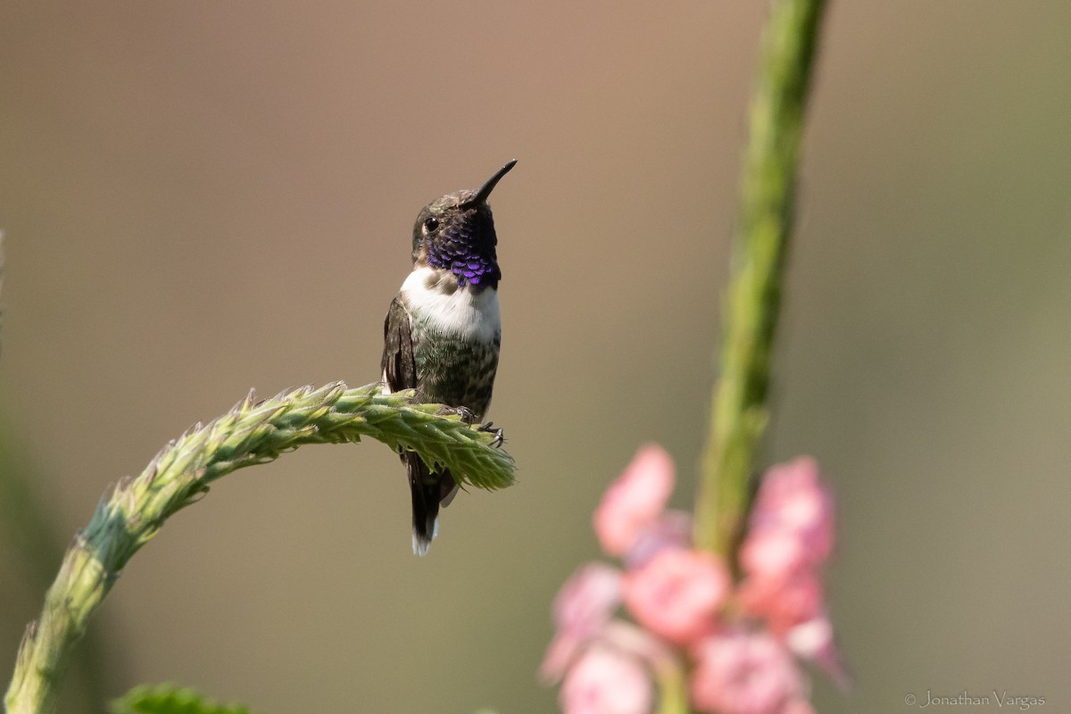 Sparkling-tailed Hummingbird - Jonathan Vargas