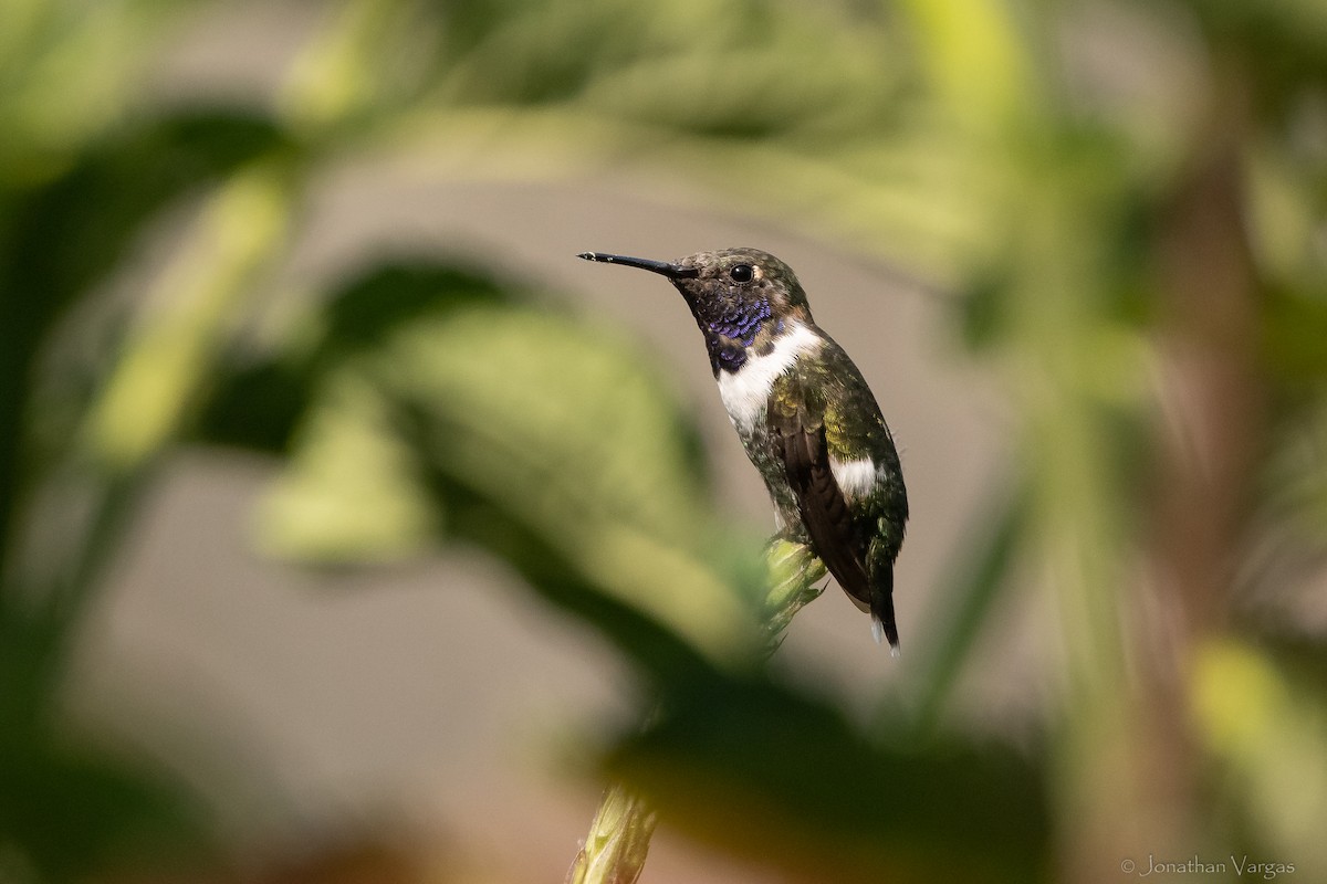 Sparkling-tailed Hummingbird - Jonathan Vargas