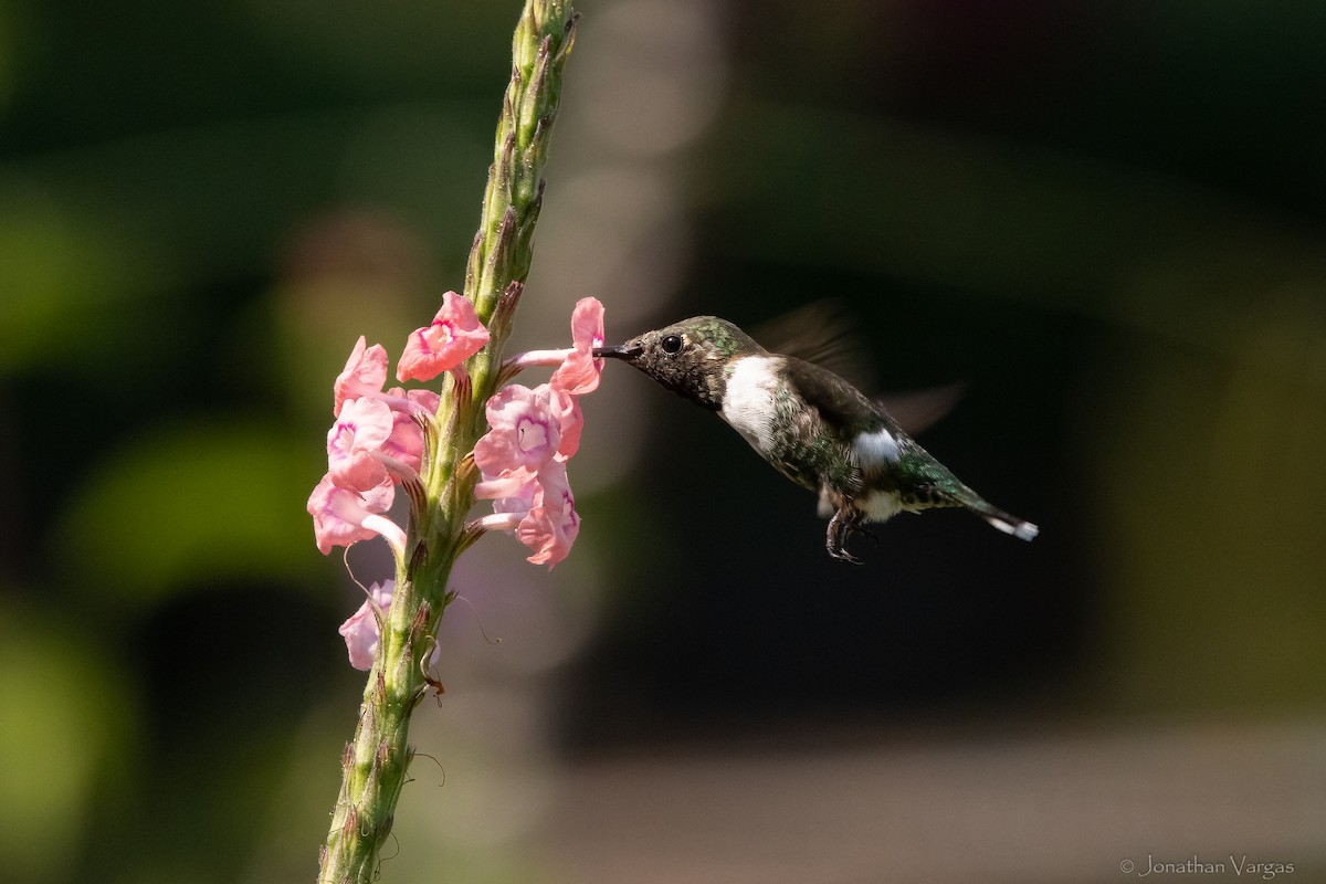 Sparkling-tailed Hummingbird - ML613885859