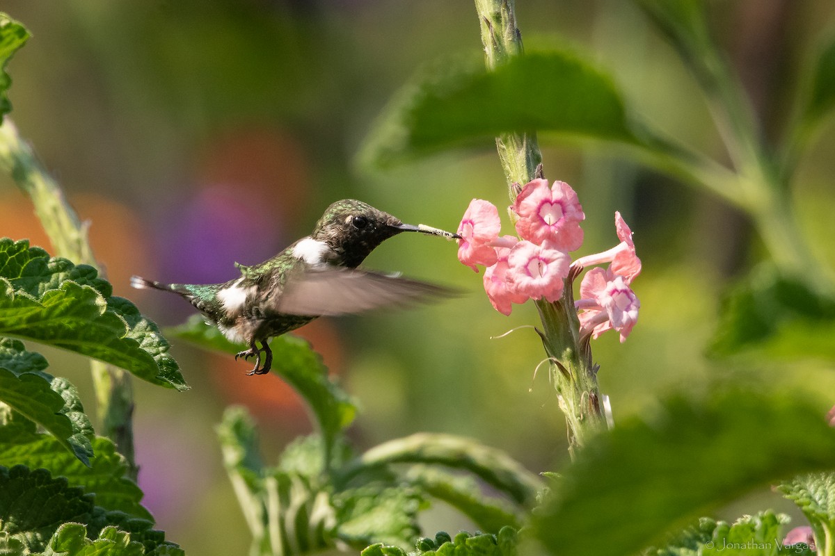 Sparkling-tailed Hummingbird - ML613885860