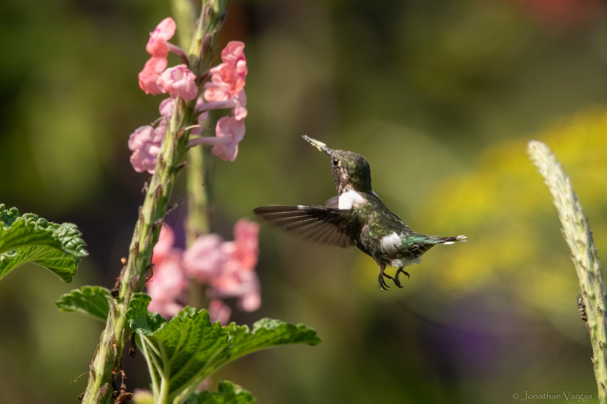 Sparkling-tailed Hummingbird - ML613885861