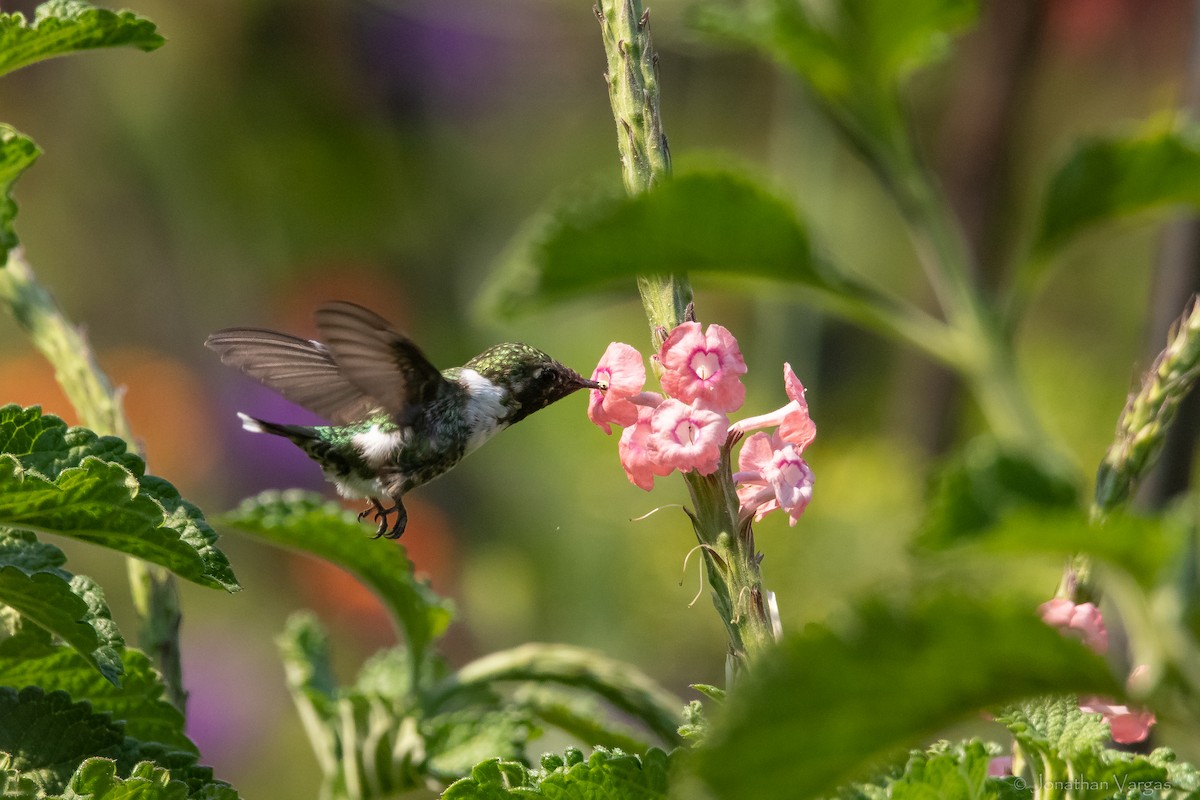 Sparkling-tailed Hummingbird - ML613885863