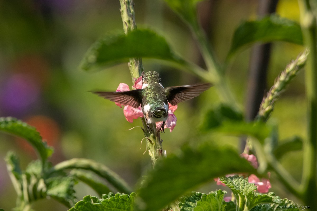 Sparkling-tailed Hummingbird - ML613885864