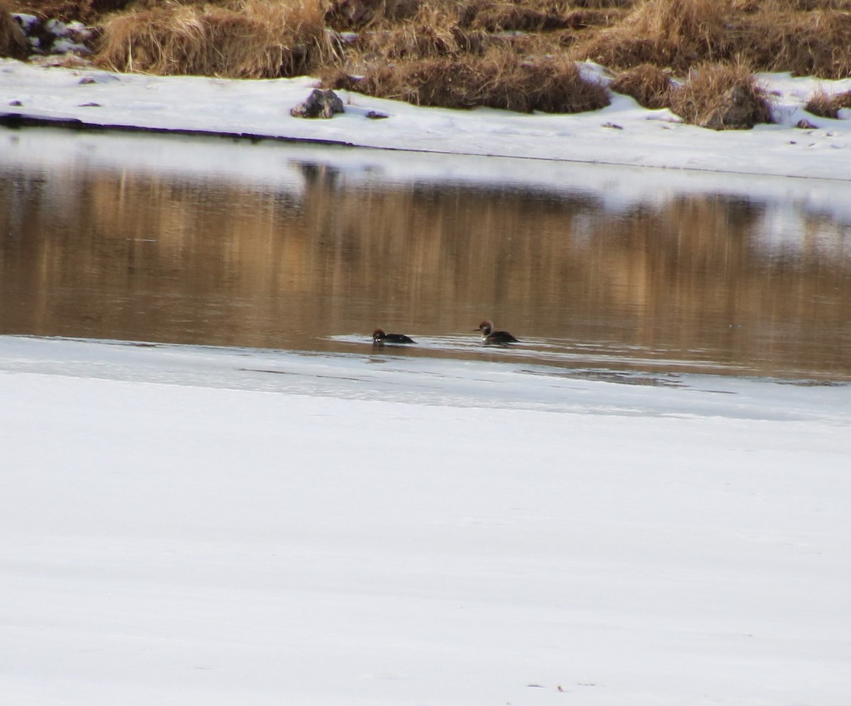 EBird Checklist 22 Jan 2024 Moore Reservoir 3 Species   1200