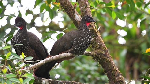 Crested Guan - ML613886612