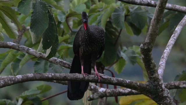 Crested Guan - ML613886620