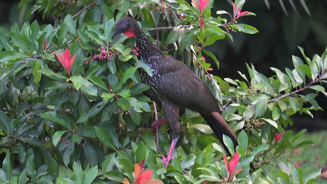 Crested Guan - ML613886623
