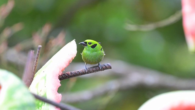 Emerald Tanager - ML613886651