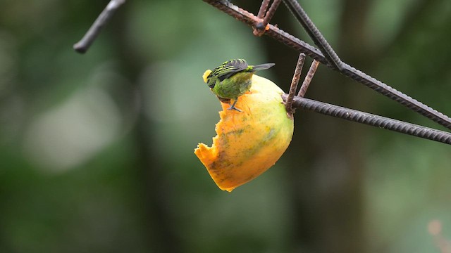 Emerald Tanager - ML613886669