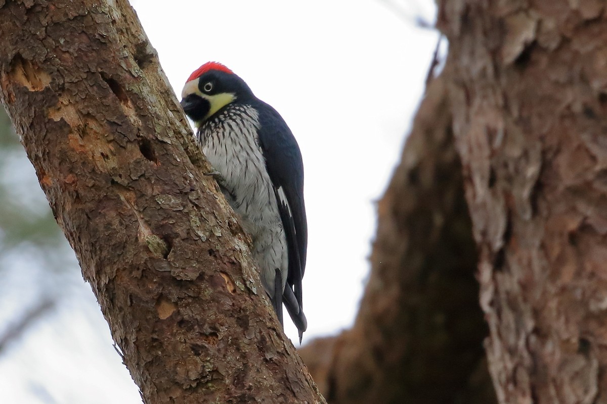 Acorn Woodpecker - ML613886908