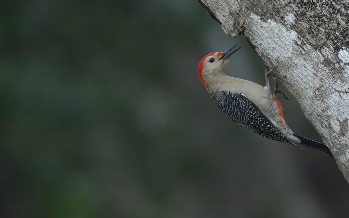 Golden-fronted Woodpecker (Velasquez's) - ML613886990