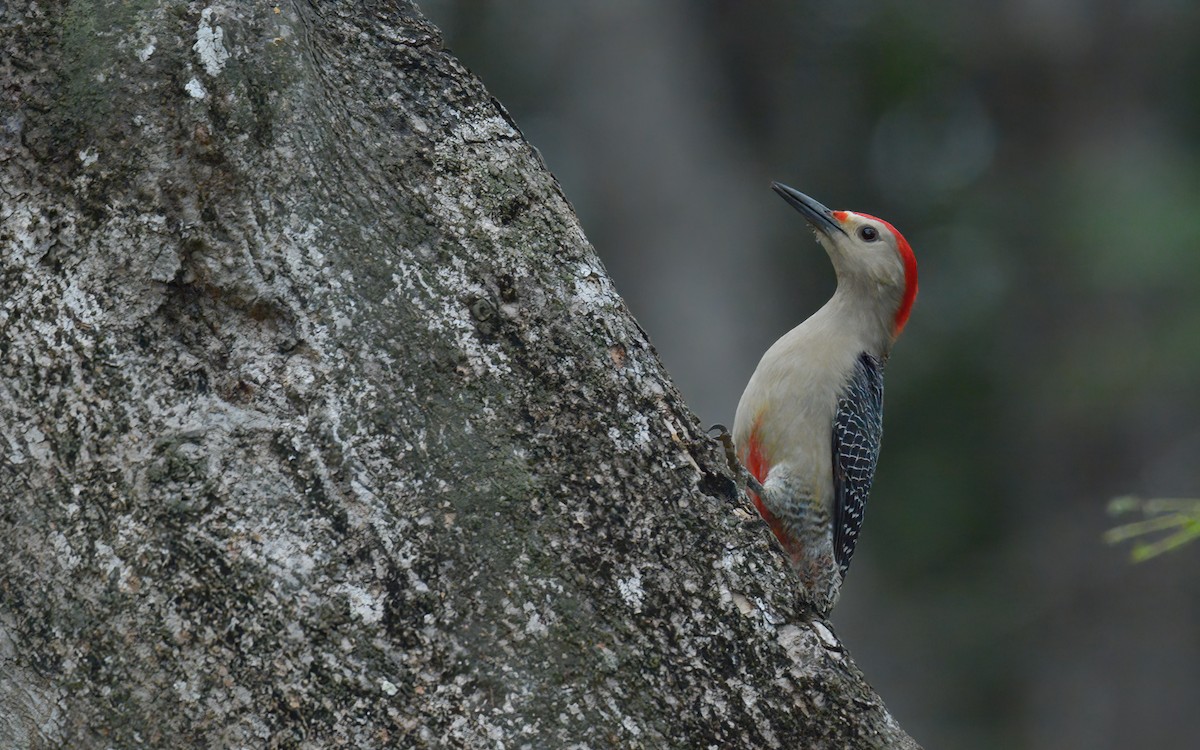 Golden-fronted Woodpecker (Velasquez's) - ML613886991