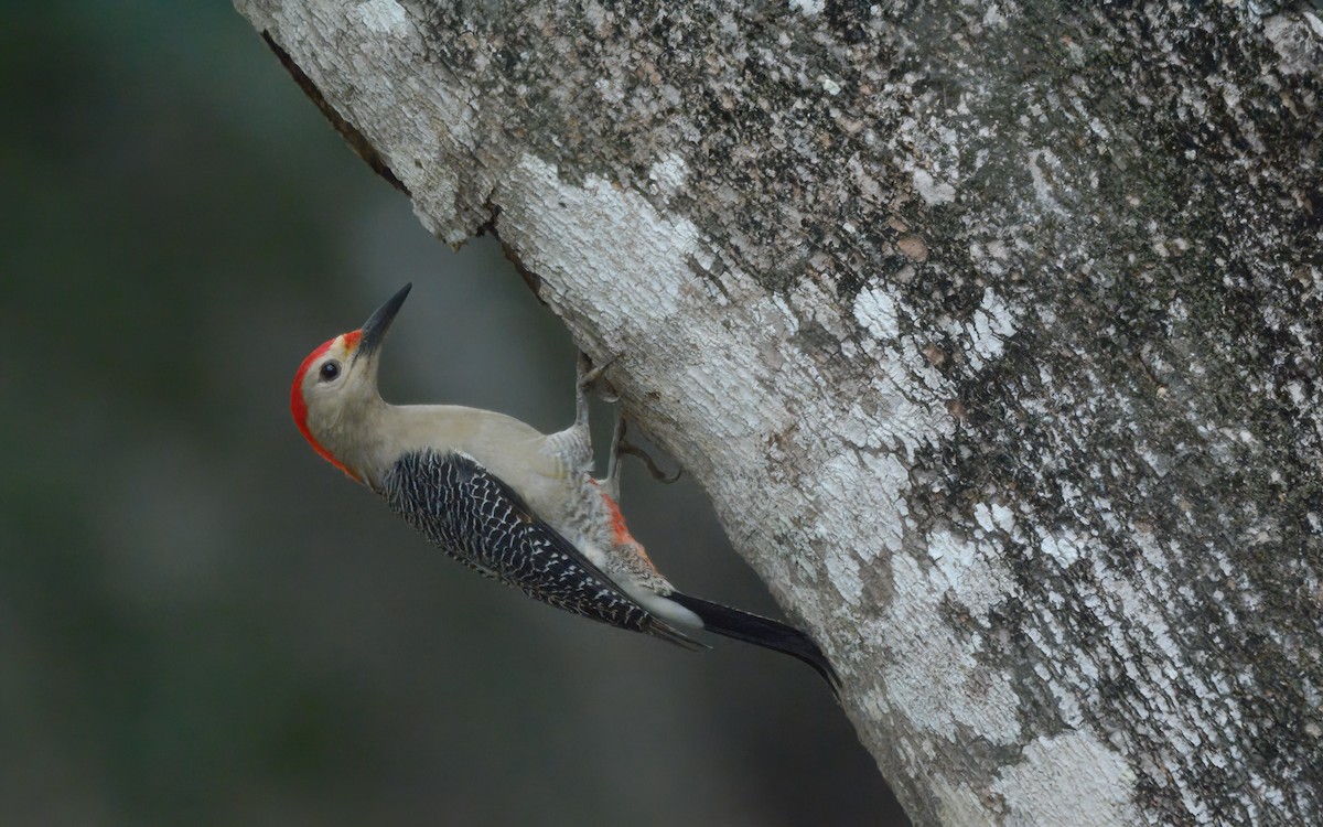 Golden-fronted Woodpecker (Velasquez's) - Luis Trinchan