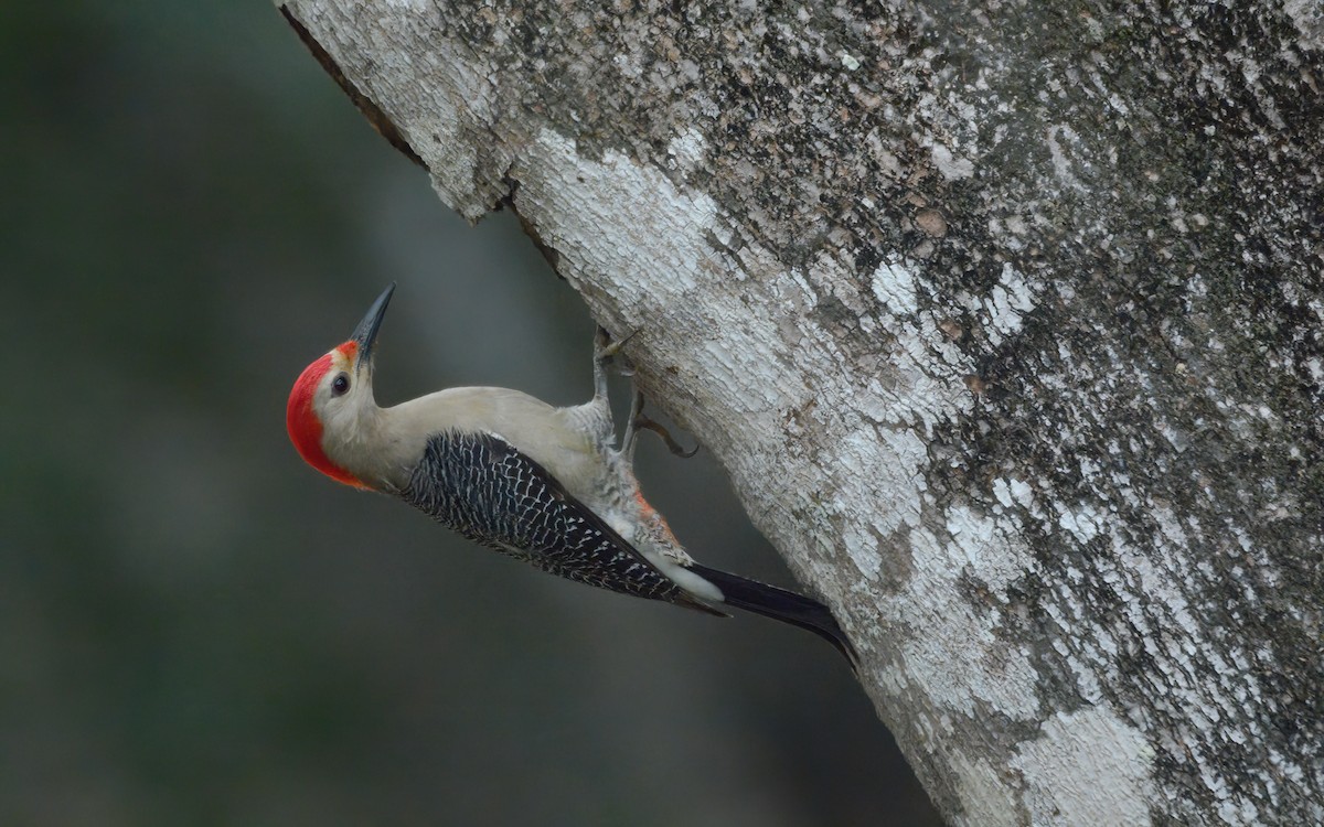 Golden-fronted Woodpecker (Velasquez's) - Luis Trinchan