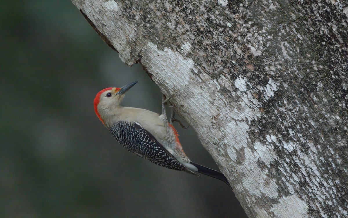 Golden-fronted Woodpecker (Velasquez's) - ML613886994