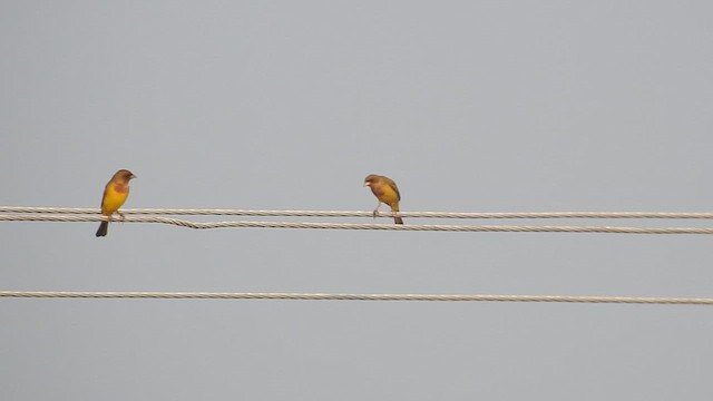 Red-headed Bunting - ML613887101
