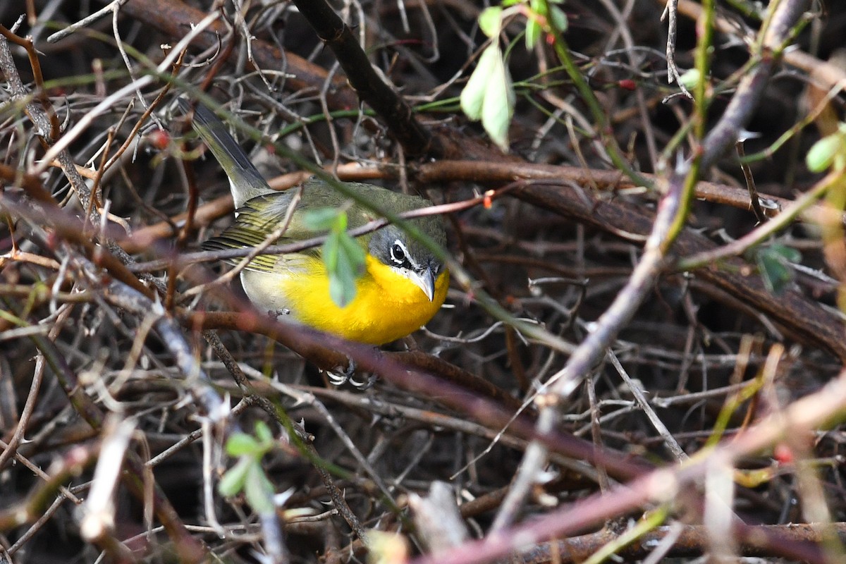 Yellow-breasted Chat - ML613887320