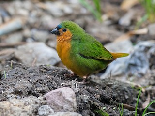  - Tawny-breasted Parrotfinch