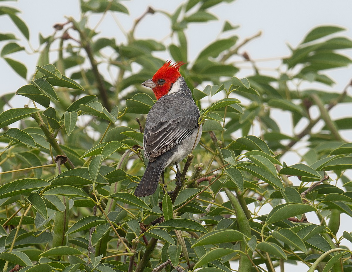 Red-crested Cardinal - ML613887380