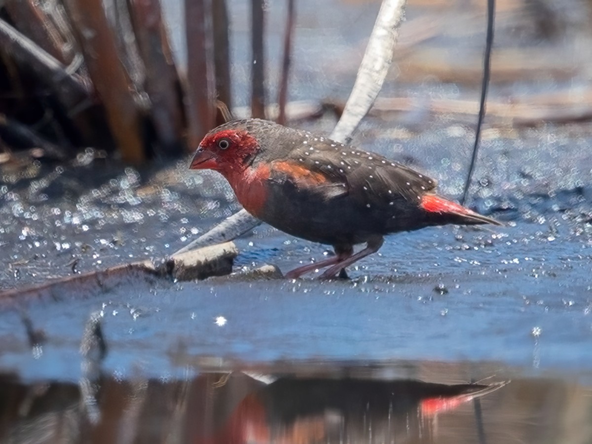 Locustfinch - Paludipasser locustella - Birds of the World