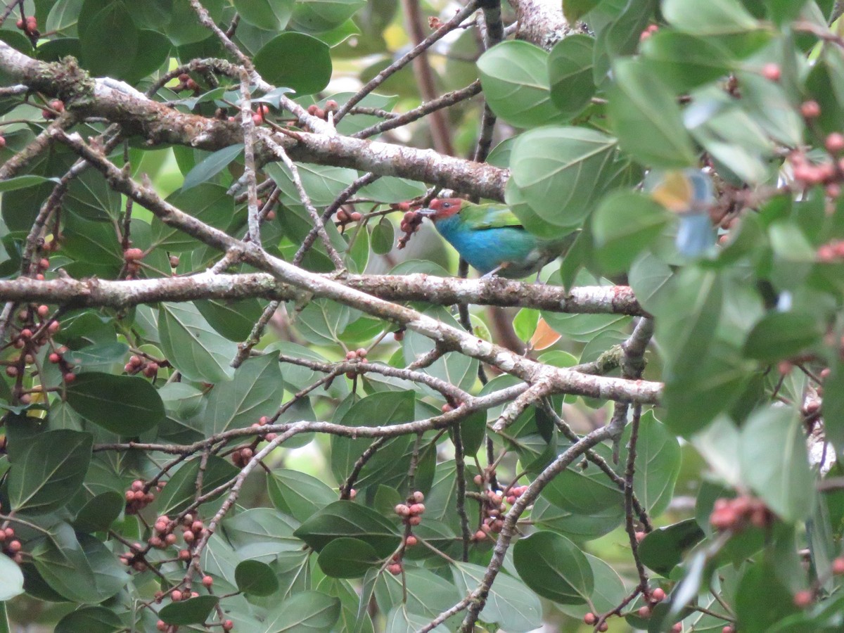 Bay-headed Tanager - ML613888071
