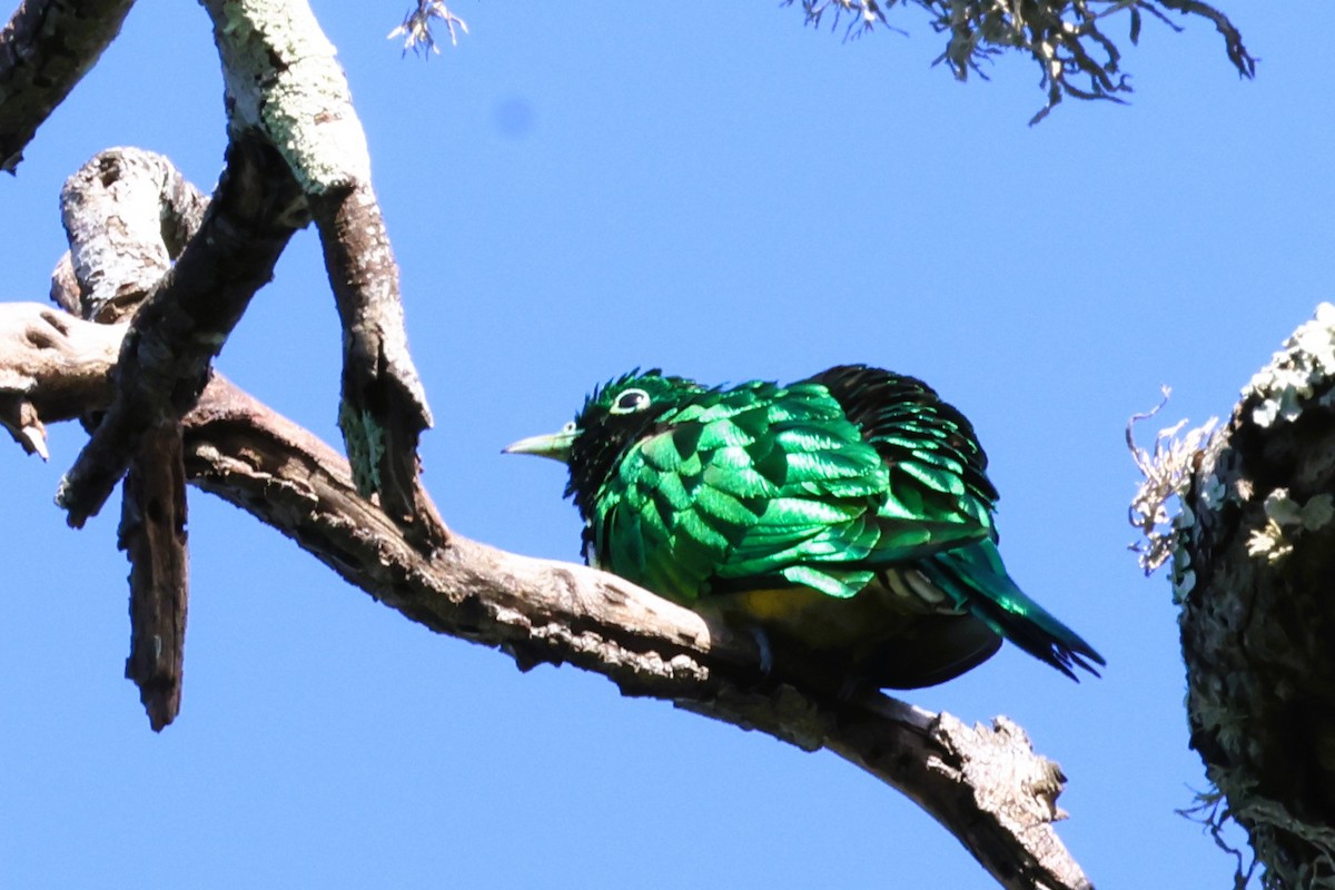 African Emerald Cuckoo (African) - ML613888833