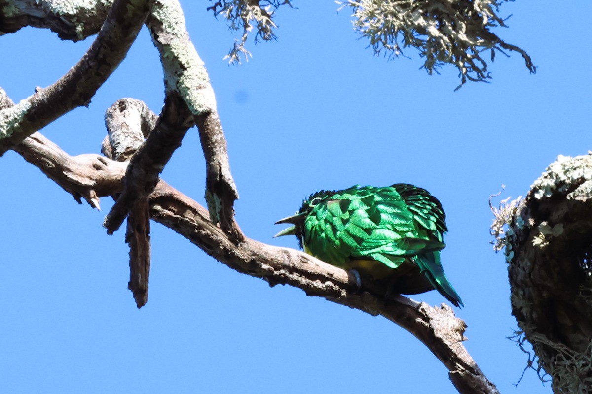 African Emerald Cuckoo (African) - ML613888838