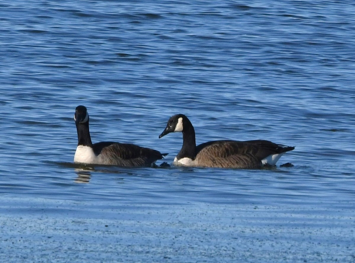 EBird Checklist 22 Jan 2024 Duck Park Boardwalk 20 Species   1200