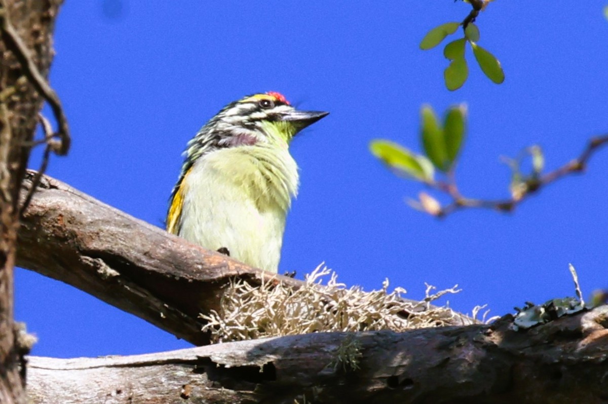 Red-fronted Tinkerbird - Audrey Whitlock